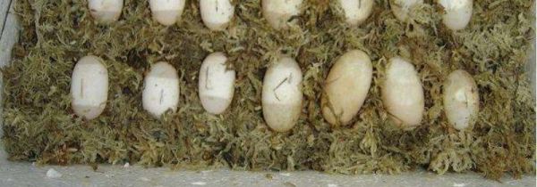 草龟蛋可以吃吗有什么功效