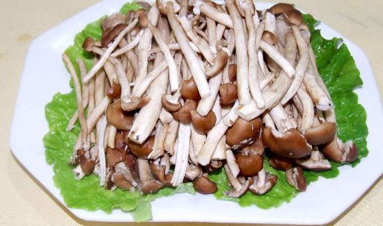 茶树菇不适宜人群