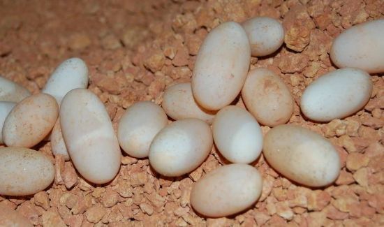 草龟蛋可以吃吗有什么功效