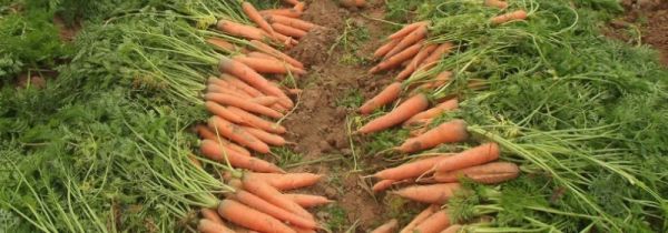 胡萝卜叶子能吃吗有什么功效