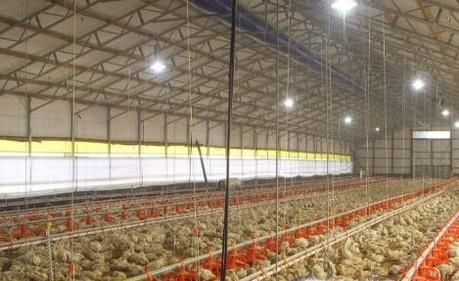 养鸡需要注意哪些事项