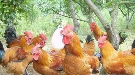 养鸡需要注意哪些事项