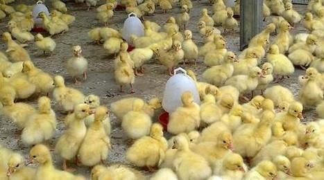 养鸡需要注意哪些事项