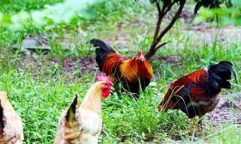 养鸡需要注意哪些事项