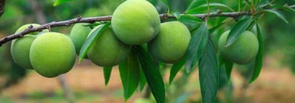 李子每天吃多少个合适