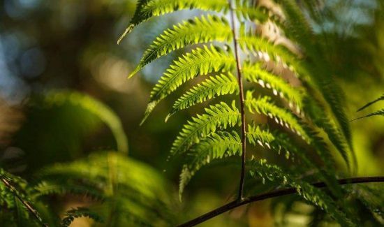 20年伏天是多少天从哪天开始