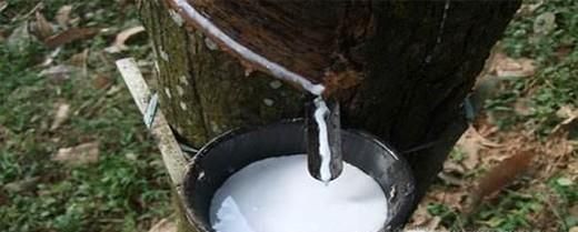 乳胶和橡胶有什么区别？