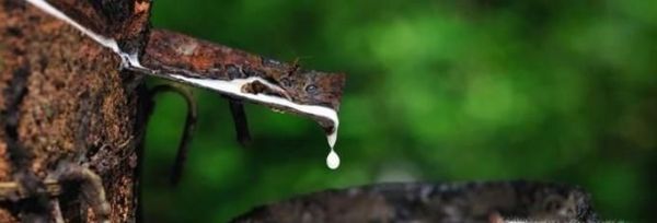 乳胶和橡胶有什么区别？