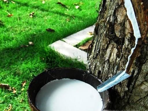 乳胶和橡胶有什么区别？