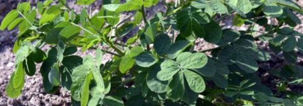 决明子叶子的功效与作用