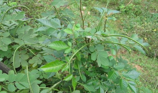 决明子叶子的功效与作用