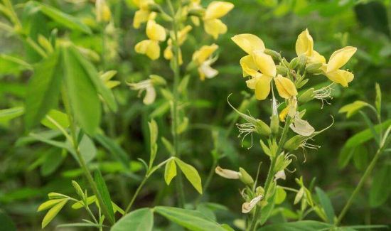 决明子叶子的功效与作用