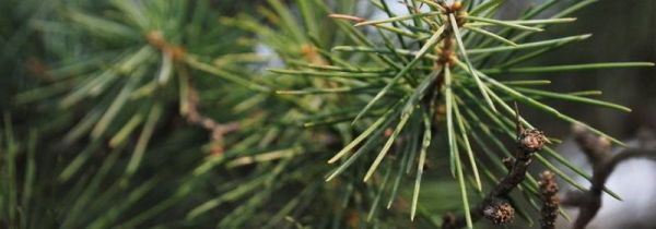 松树叶子煮水喝的功效