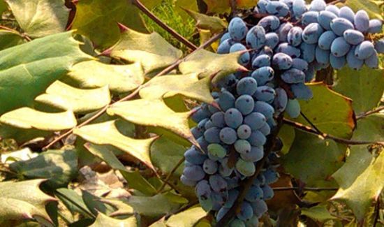 含黑色素的食物和水果有哪些?