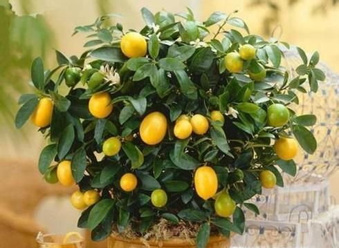 小金桔树盆栽怎么养殖