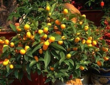 小金桔树盆栽怎么养殖