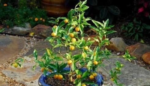小金桔树盆栽怎么养殖