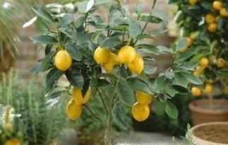 小金桔树盆栽怎么养殖