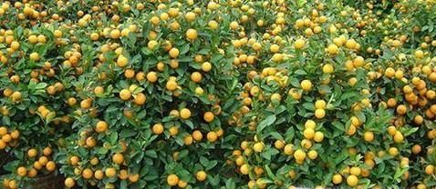 小金桔树盆栽怎么养殖