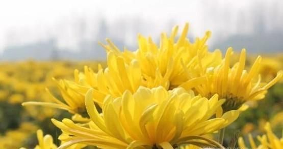 送礼物不要送什么？送礼物禁忌有哪些？