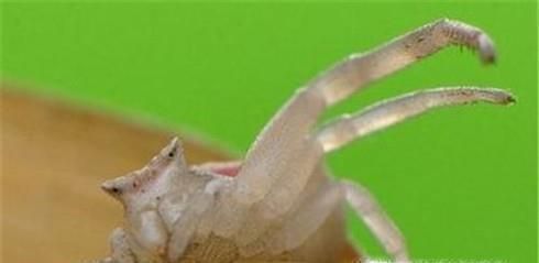 教你如何挑选肥美的梭子蟹