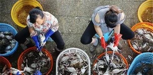 教你如何挑选肥美的梭子蟹