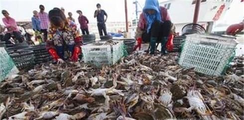 教你如何挑选肥美的梭子蟹