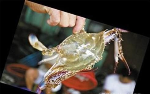 教你如何挑选肥美的梭子蟹