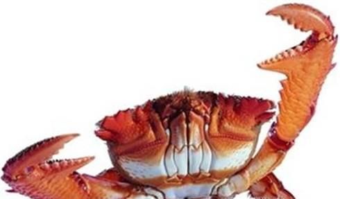 教你如何挑选肥美的梭子蟹