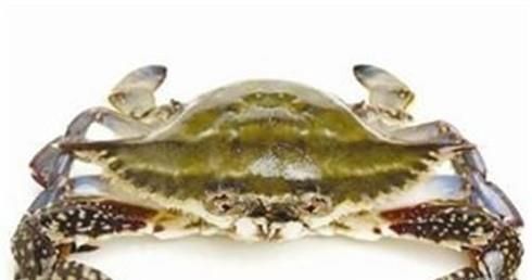 教你如何挑选肥美的梭子蟹