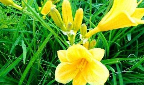 新鲜黄花菜有毒吗?怎么吃