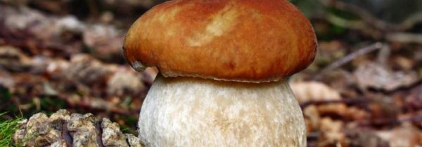 松树菇的功效与作用