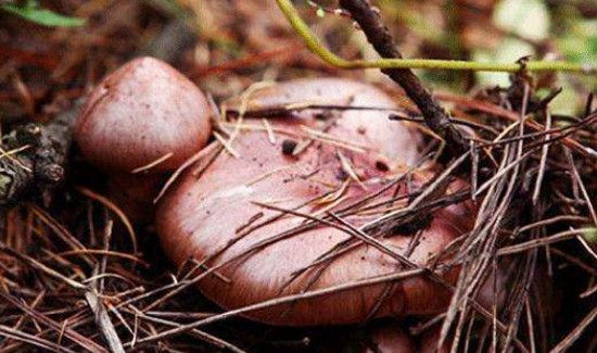 松树菇的功效与作用