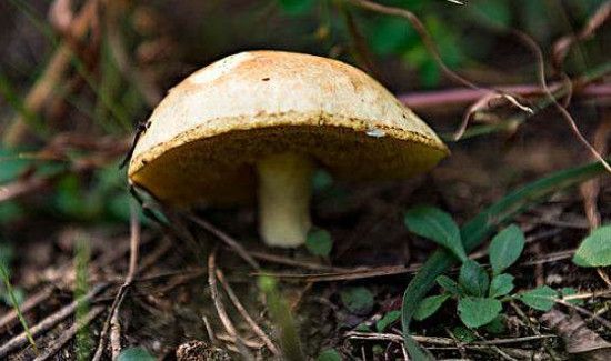 松树菇的功效与作用