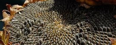 瓜子常用的5种类型