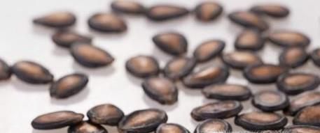 瓜子常用的5种类型