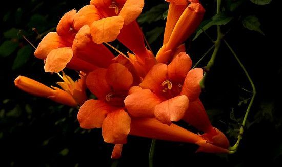 凌霄花可以泡水喝吗