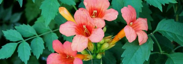 凌霄花可以泡水喝吗