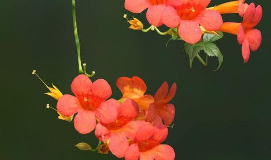 凌霄花可以泡水喝吗