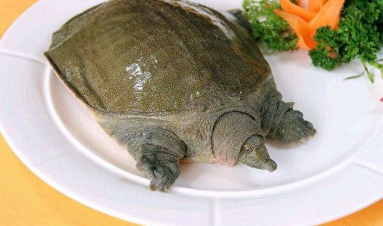 甲鱼头能吃吗