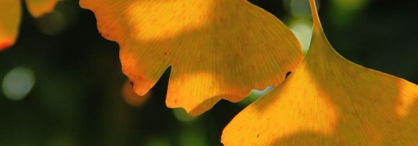 白果叶子泡水喝的功效和作用