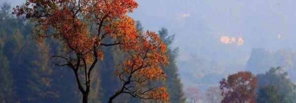 乌桕树泡酒有什么作用