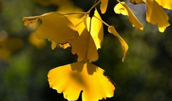 白果叶子泡水喝的功效和作用