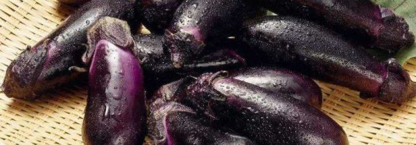 狗肉可以和茄子一起吃吗