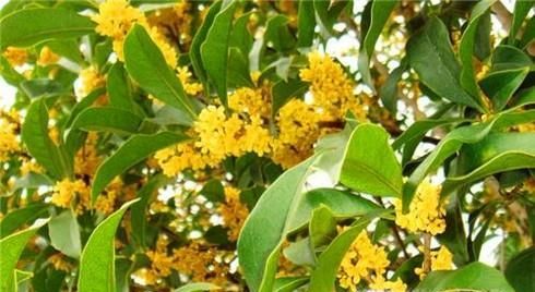 桂花怎么保存香味