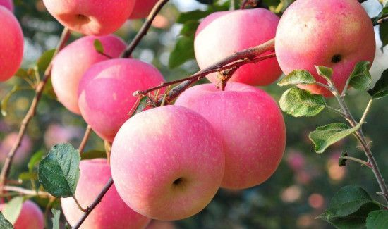 早上可以空腹吃苹果么