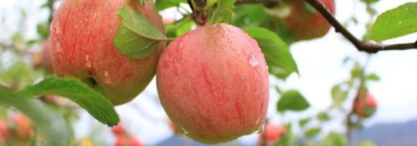 早上可以空腹吃苹果么