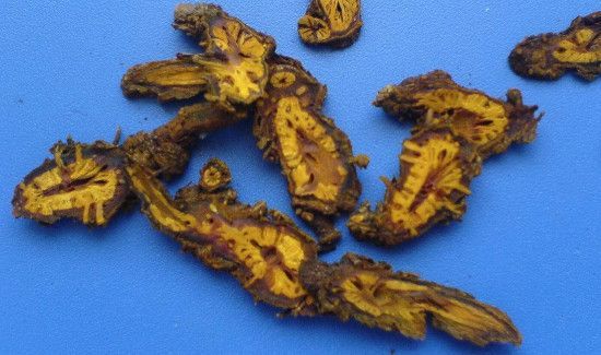 黄连泡水可以每天喝吗