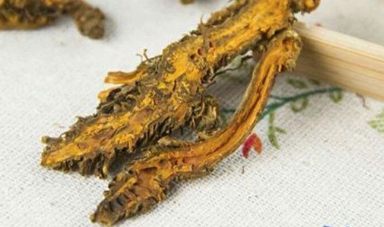 黄连泡水可以每天喝吗