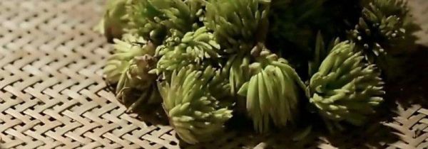 杜仲雄花的功效与作用